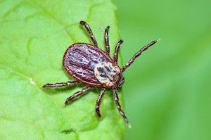 Close up of a red tick resting on a bright green leaf.
